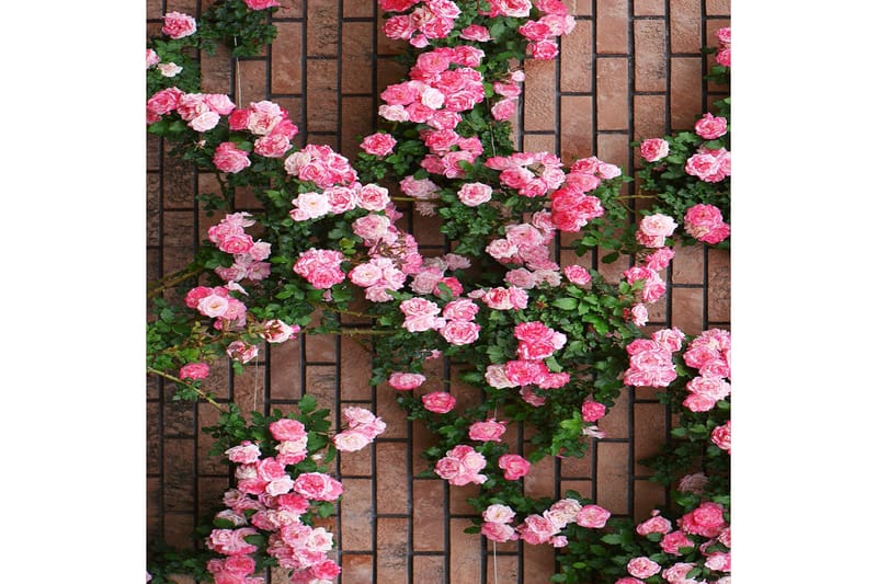 Homefesto Matto 180x280 cm - Monivärinen - Kodintekstiilit & matot - Matto - Itämainen matto - Persialainen matto