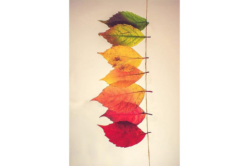 Matto Homefesto 80x300 cm - Monivärinen - Kodintekstiilit & matot - Matto - Moderni matto - Wilton-matto