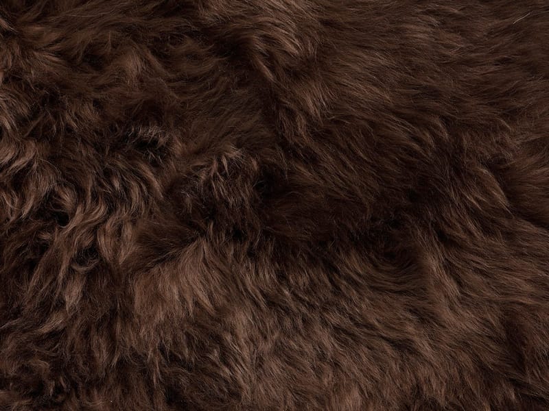 Lampaantalja Hillerstorp Vilma, Ruskea