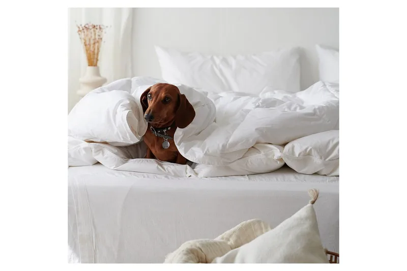 Peitto Hotellipeitto 150 x 200 cm - Lämmin - Kodintekstiilit & matot - Vuodevaatteet - Peitto
 - Tuplapeitto