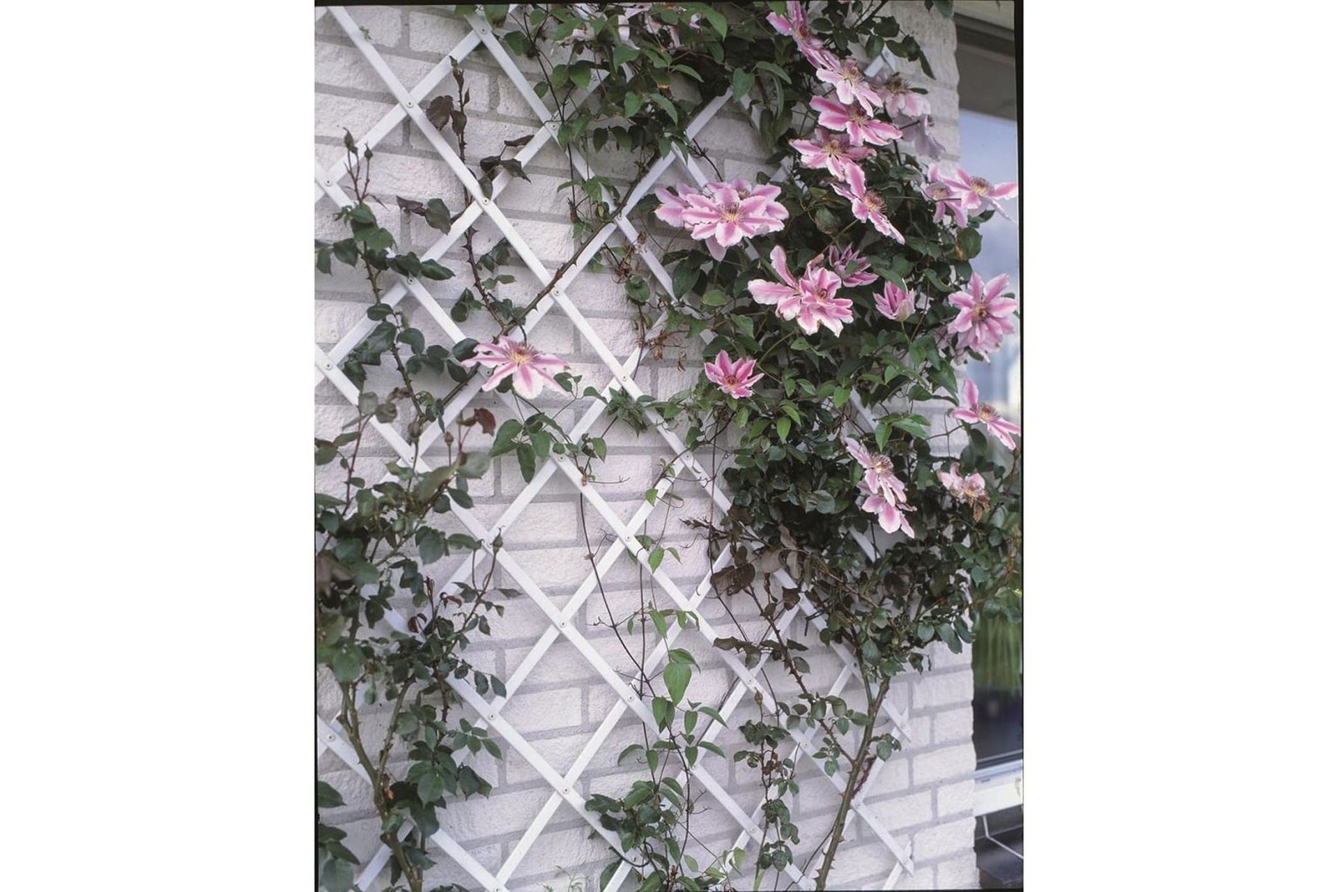 Nature Puutarhasäleikkö 50x150 cm PVC Valkoinen 6040701 - Valkoinen - Piha & ulkoaltaat - Viljely & puutarhanhoito - Kasvihuone
 - Kasvihuonetarvikkeet