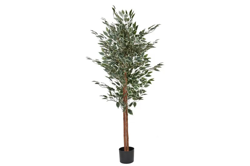 Konstgjord växt Beliani Ficus Green||Black, undefined
