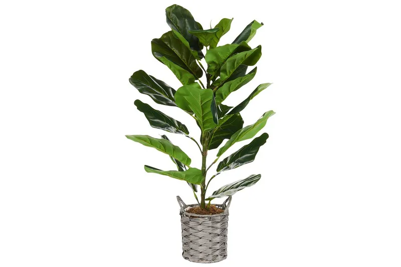 Konstgjord växt Beliani Fiddle Leaf Tree Green||Black, undefined
