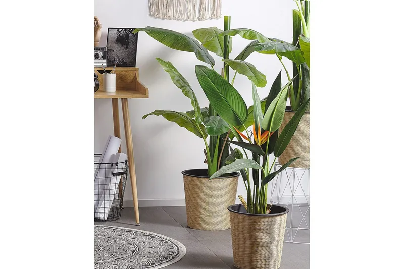Konstgjord växt Beliani Strelitzia Tree Green||Black||Orange - Puutarhakalusteet - Parveke - Parvekeviljely - Parvekekukat