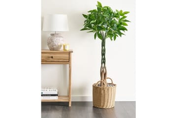 Konstgjord växt Beliani Pachira Tree Green||Black - Puutarhakalusteet - Parveke - Parvekeviljely - Parvekekukat