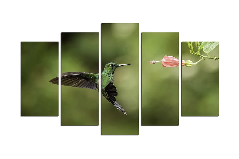 Canvastaulu Animals 5-pak Monivärinen, 20x60 cm