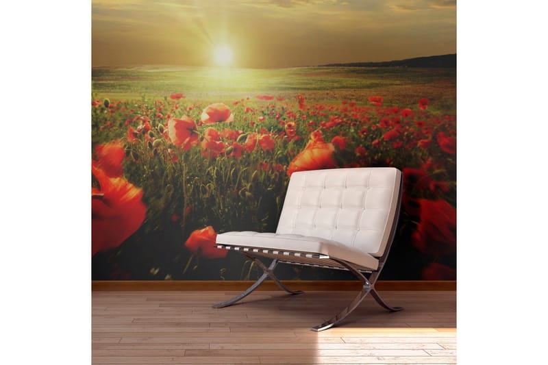 Valokuvatapetti Aamu unikkoniityllä 450x270, Artgeist sp. z o. o.