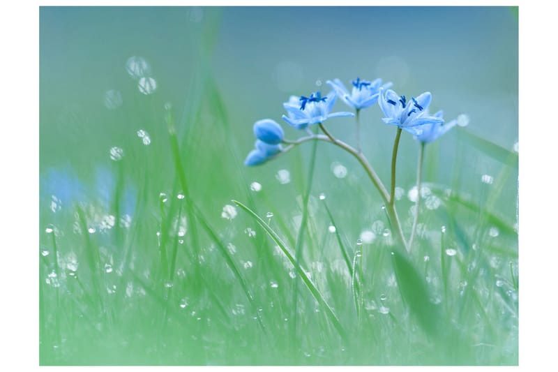 Valokuvatapetti Aamuinen niitty 200x154, Artgeist sp. z o. o.