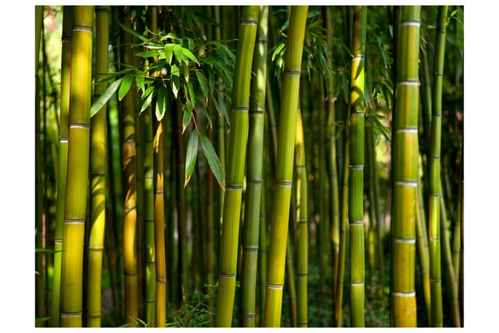 Valokuvatapetti Aasialainen bambumetsä 300x231 - Artgeist sp. z o. o. - Valokuvatapetit