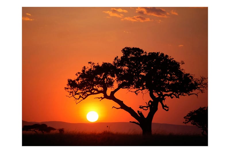 Valokuvatapetti Afrika Auringonlasku 350x270 - Artgeist sp. z o. o. - Sisustustuotteet - Seinäkoristeet - Tapetit - Valokuvatapetit