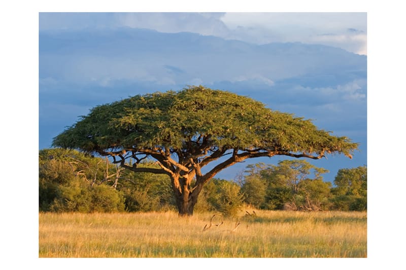 Valokuvatapetti Afrikkalainen Akaasia Hwangen 250x193 - Artgeist sp. z o. o. - Sisustustuotteet - Seinäkoristeet - Tapetit - Valokuvatapetit