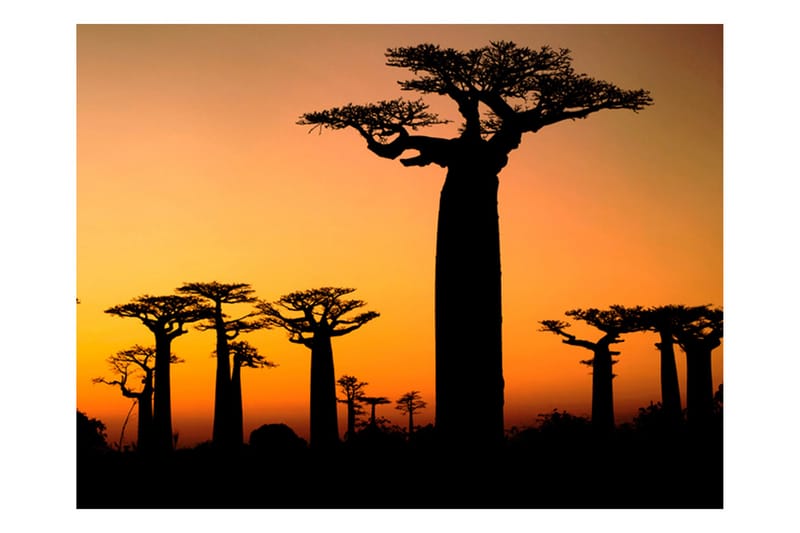 Valokuvatapetti Afrikkalainen Baobab 200x154 - Artgeist sp. z o. o. - Sisustustuotteet - Seinäkoristeet - Tapetit - Valokuvatapetit