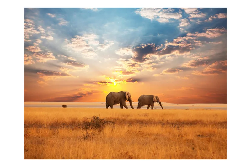Valokuvatapetti Afrikkalainen savanni Elefantit 350x270, Artgeist sp. z o. o.