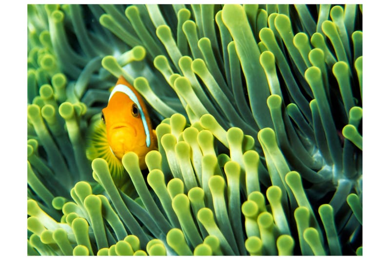 Valokuvatapetti Anemonefish 250x193 - Artgeist sp. z o. o. - Sisustustuotteet - Seinäkoristeet - Tapetit - Valokuvatapetit