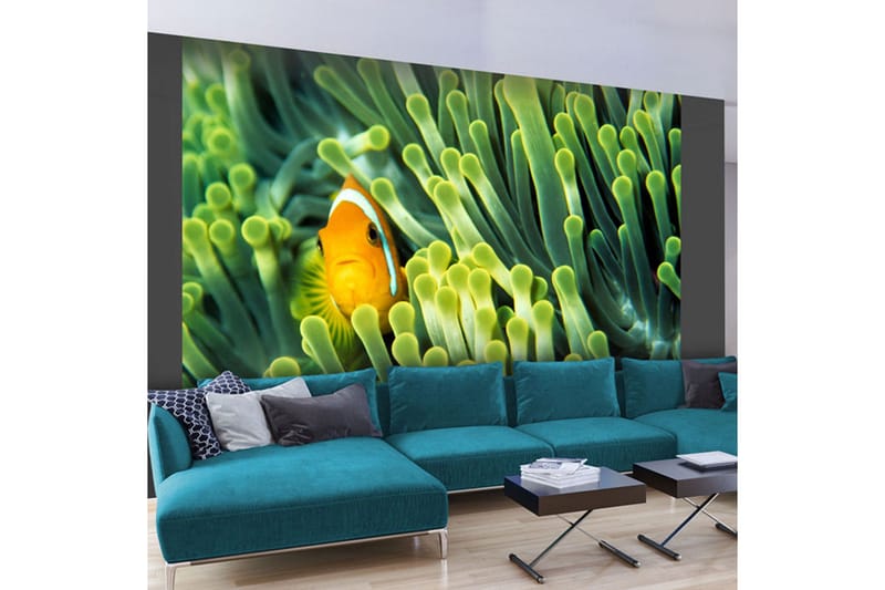 Valokuvatapetti Anemonefish 350x270 - Artgeist sp. z o. o. - Sisustustuotteet - Seinäkoristeet - Tapetit - Valokuvatapetit