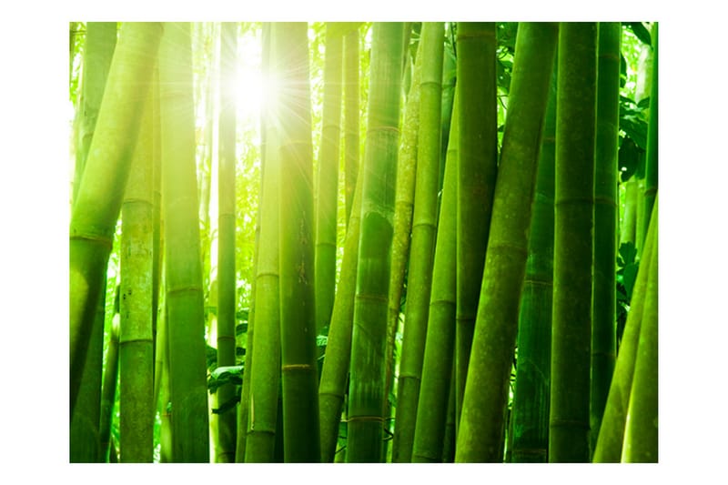 Valokuvatapetti Aurinko Ja Bambu 250x193 - Artgeist sp. z o. o. - Sisustustuotteet - Seinäkoristeet - Tapetit - Valokuvatapetit