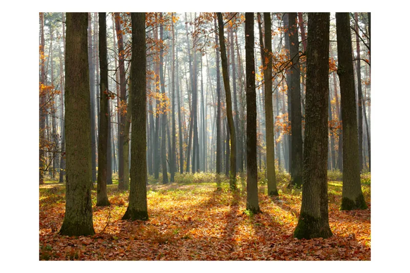 Valokuvatapetti Autumn Trees 200x154, Artgeist sp. z o. o.