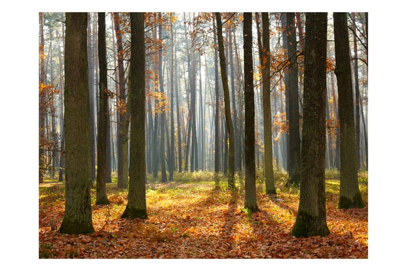 Valokuvatapetti Autumn Trees 250x193, Artgeist sp. z o. o.