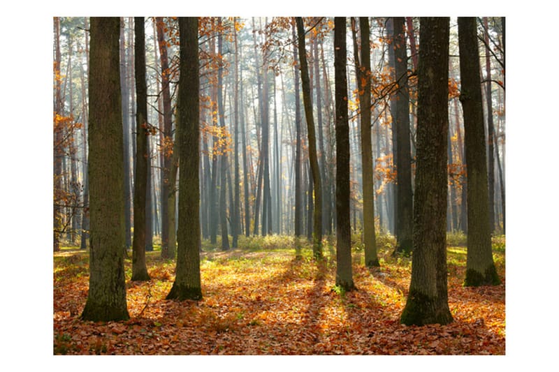 Valokuvatapetti Autumn Trees 250x193 - Artgeist sp. z o. o. - Sisustustuotteet - Seinäkoristeet - Tapetit - Valokuvatapetit