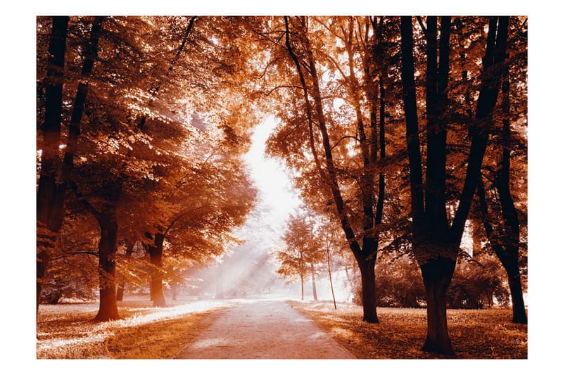 Valokuvatapetti Autumn Park 250x175 - Artgeist sp. z o. o. - Sisustustuotteet - Seinäkoristeet - Tapetit - Valokuvatapetit