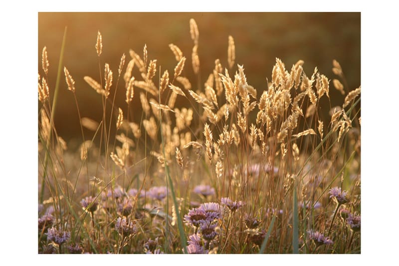 Valokuvatapetti Awakening Ceral Field 200x154, Artgeist sp. z o. o.