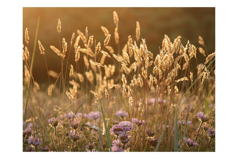 Valokuvatapetti Awakening Ceral Field 200x154, Artgeist sp. z o. o.