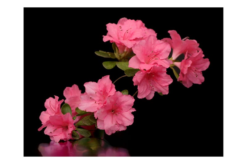 Valokuvatapetti Azalea Musta 250x193 - Artgeist sp. z o. o. - Sisustustuotteet - Seinäkoristeet - Tapetit - Valokuvatapetit