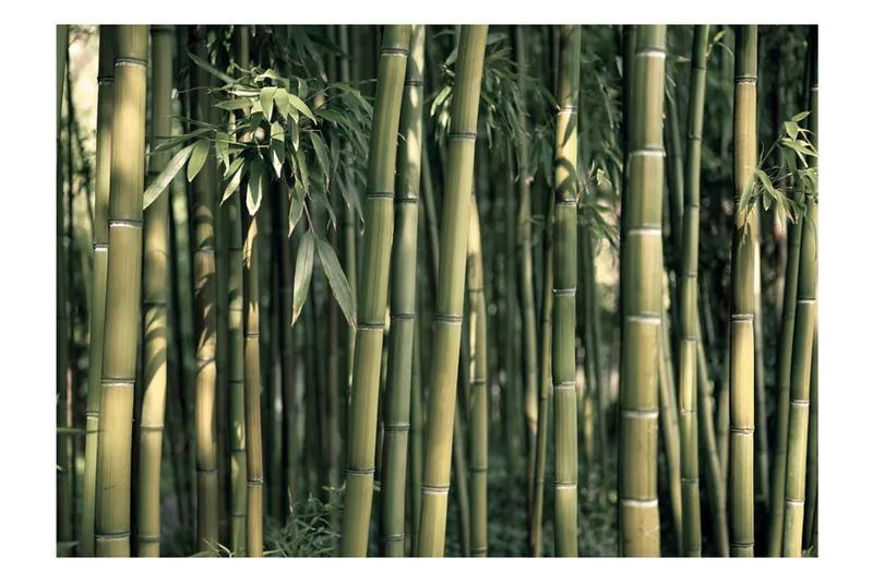 Valokuvatapetti Bamboo Exotic 300x210 - Artgeist sp. z o. o. - Sisustustuotteet - Seinäkoristeet - Tapetit - Valokuvatapetit