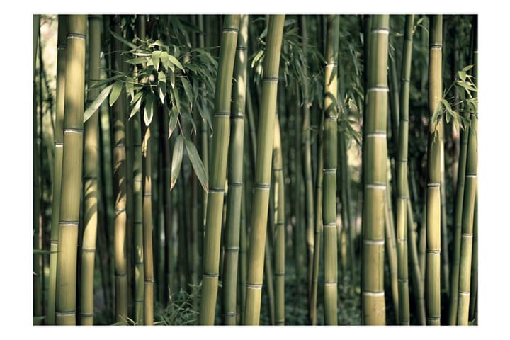 Valokuvatapetti Bamboo Exotic 300x210 - Artgeist sp. z o. o. - Valokuvatapetit