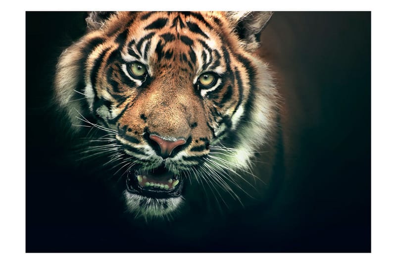 Valokuvatapetti Bengal Tiger 300x231 - Artgeist sp. z o. o. - Sisustustuotteet - Seinäkoristeet - Tapetit - Valokuvatapetit
