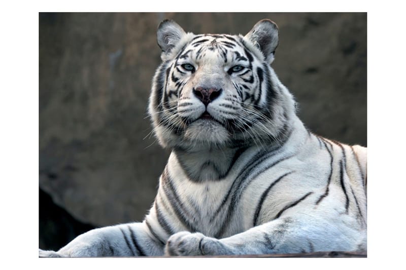 Valokuvatapetti Bengali Tiger Zoo 300x231 - Artgeist sp. z o. o. - Sisustustuotteet - Seinäkoristeet - Tapetit - Valokuvatapetit