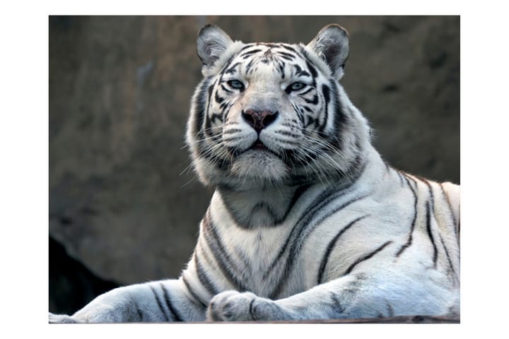 Valokuvatapetti Bengali Tiger Zoo 300x231 - Artgeist sp. z o. o. - Valokuvatapetit