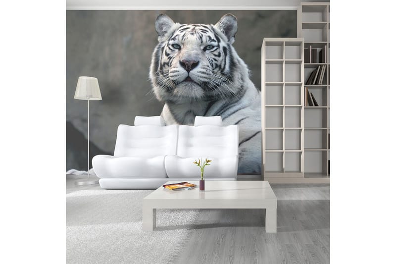 Valokuvatapetti Bengali Tiger Zoo 350x270, Artgeist sp. z o. o.