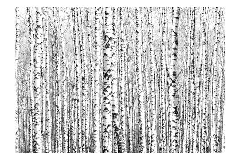 Valokuvatapetti Birch Forest 100x70 - Artgeist sp. z o. o. - Sisustustuotteet - Seinäkoristeet - Tapetit - Valokuvatapetit