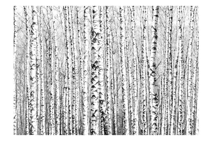 Valokuvatapetti Birch Forest 300x210 - Artgeist sp. z o. o. - Valokuvatapetit