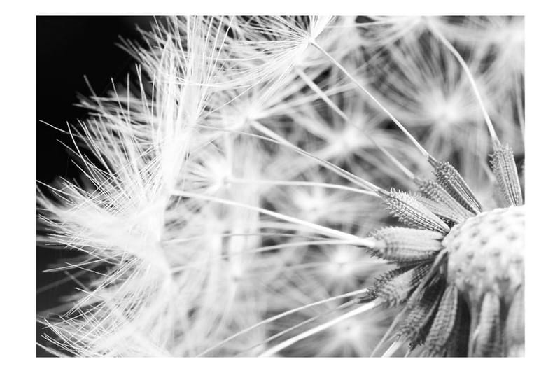 Valokuvatapetti Black And White Dandelion 200x140 - Artgeist sp. z o. o. - Sisustustuotteet - Seinäkoristeet - Tapetit - Valokuvatapetit