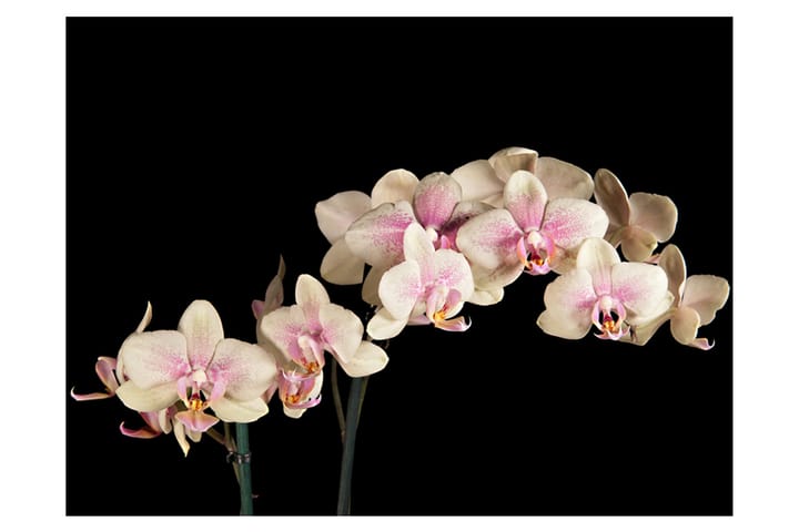 Valokuvatapetti Blooming Orchid 300x231 - Artgeist sp. z o. o. - Valokuvatapetit