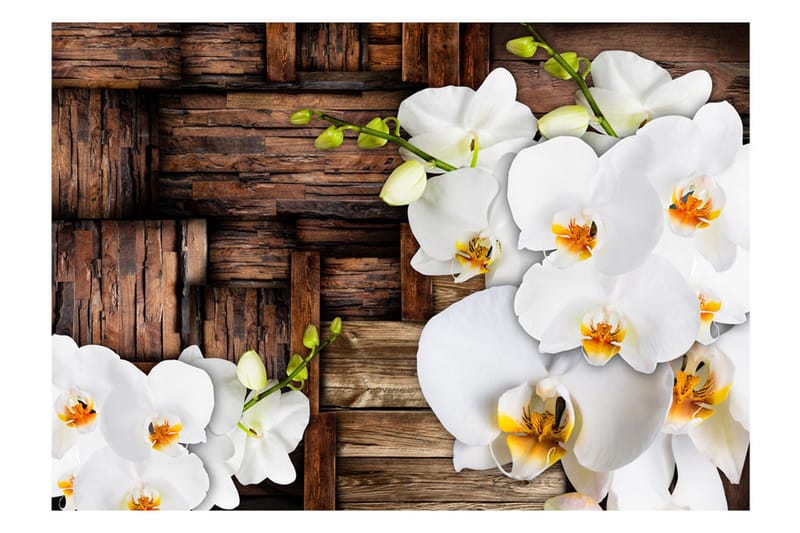 Valokuvatapetti Blooming Orchids 350x245 - Artgeist sp. z o. o. - Sisustustuotteet - Seinäkoristeet - Tapetit - Valokuvatapetit