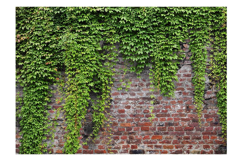 Valokuvatapetti Brick And Ivy 300x210 - Artgeist sp. z o. o. - Sisustustuotteet - Seinäkoristeet - Tapetit - Valokuvatapetit