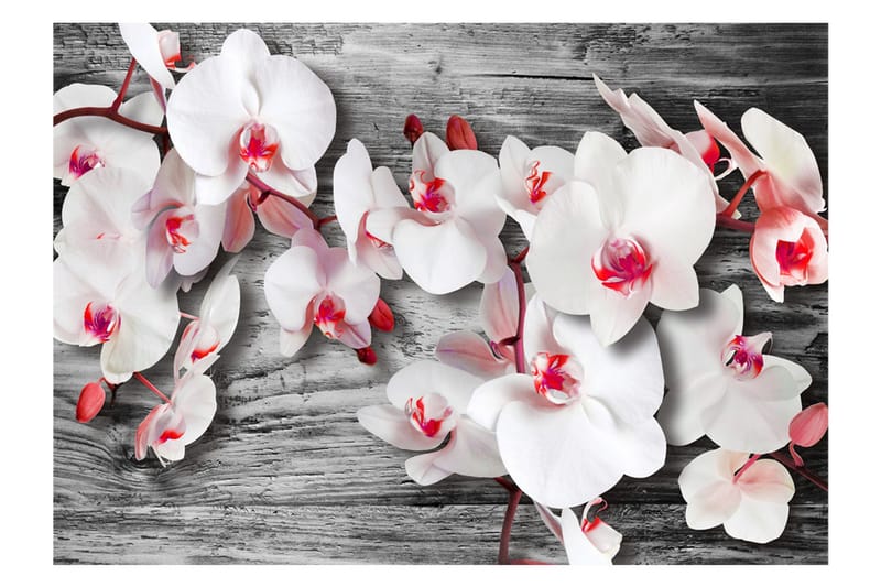 Valokuvatapetti Callous Orchids 200x140 - Artgeist sp. z o. o. - Sisustustuotteet - Seinäkoristeet - Tapetit - Valokuvatapetit