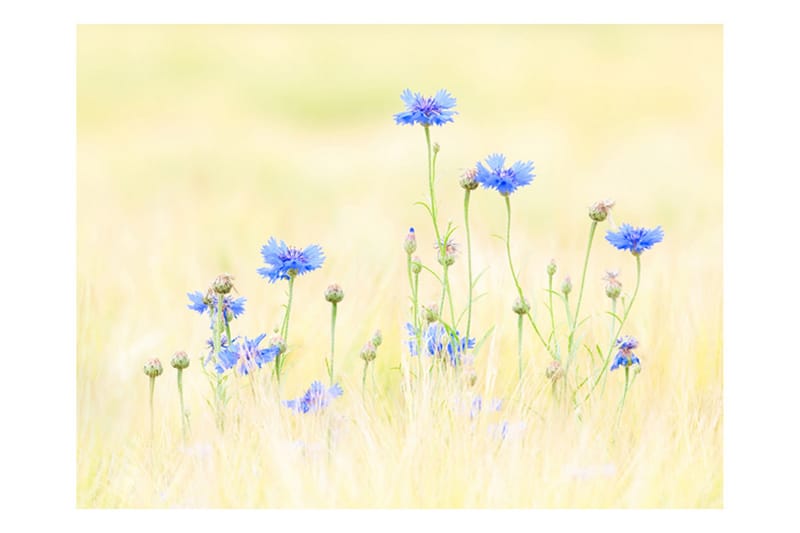 Valokuvatapetti Cornflowers 300x231 - Artgeist sp. z o. o. - Sisustustuotteet - Seinäkoristeet - Tapetit - Valokuvatapetit