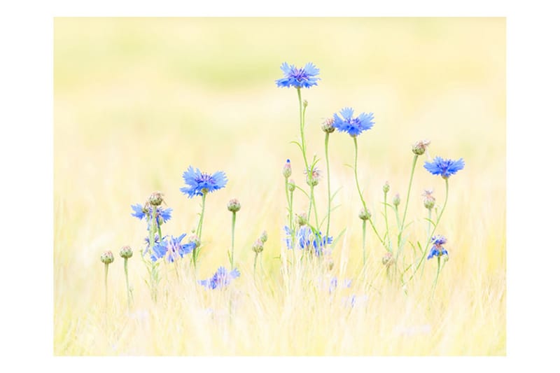 Valokuvatapetti Cornflowers 350x270 - Artgeist sp. z o. o. - Sisustustuotteet - Seinäkoristeet - Tapetit - Valokuvatapetit