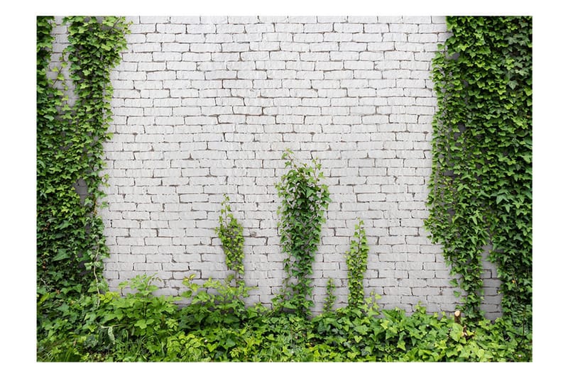 Valokuvatapetti Creeping Ivy 300x210 - Artgeist sp. z o. o. - Sisustustuotteet - Seinäkoristeet - Tapetit - Valokuvatapetit