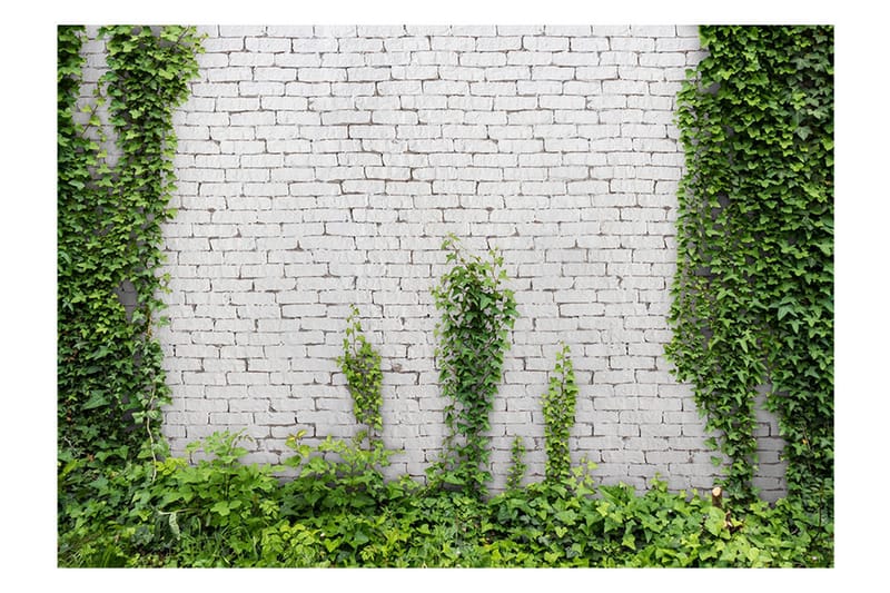 Valokuvatapetti Creeping Ivy 300x210 - Artgeist sp. z o. o. - Sisustustuotteet - Seinäkoristeet - Tapetit - Valokuvatapetit