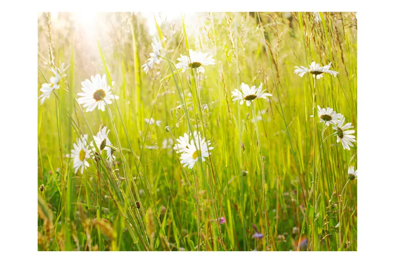 Valokuvatapetti Daisy Field 350x270, Artgeist sp. z o. o.