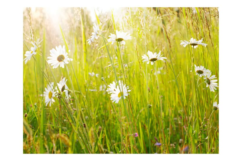 Valokuvatapetti Daisy Field 400x309, Artgeist sp. z o. o.