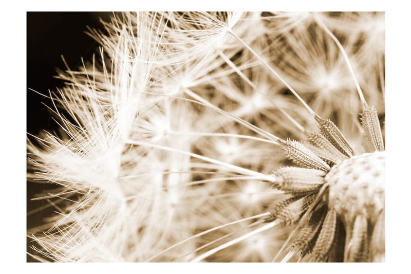 Valokuvatapetti Dandelion Sepia 250x175 - Artgeist sp. z o. o. - Sisustustuotteet - Seinäkoristeet - Tapetit - Valokuvatapetit