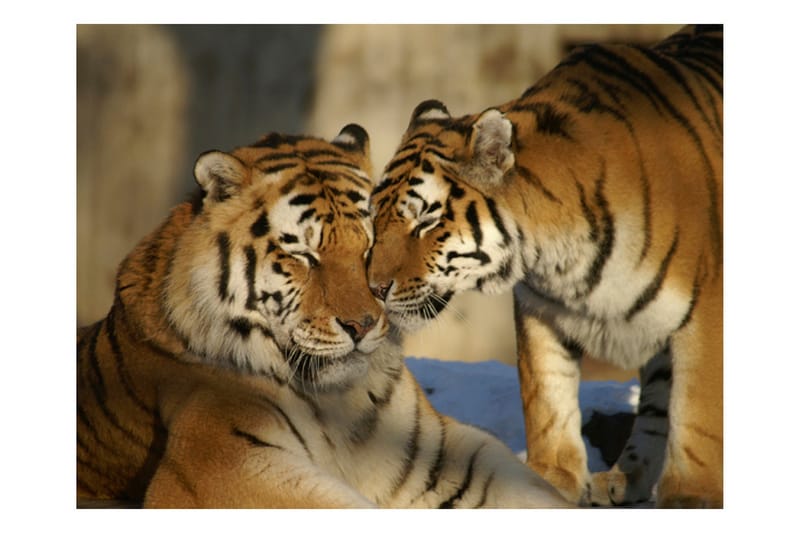 Valokuvatapetti Ehdoton Rakkaus 250x193 - Artgeist sp. z o. o. - Sisustustuotteet - Seinäkoristeet - Tapetit - Valokuvatapetit