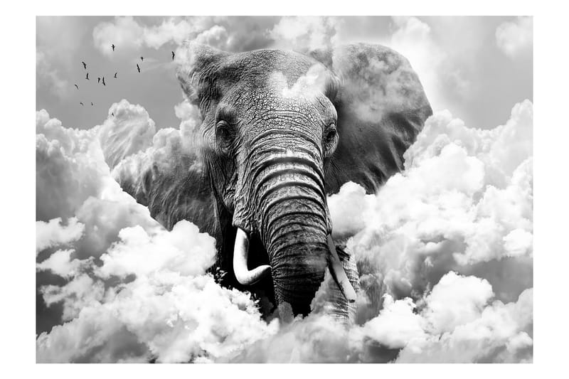 Valokuvatapetti Elephant Black And White 300x210 - Artgeist sp. z o. o. - Valokuvatapetit