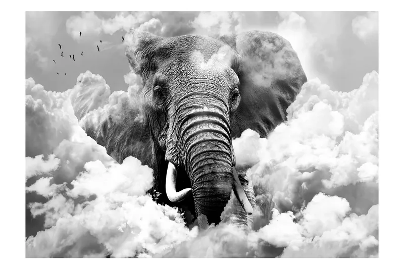 Valokuvatapetti Elephant Black And White 350x245, Artgeist sp. z o. o.